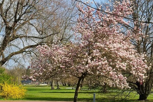 Frühling in Bad Bevensen